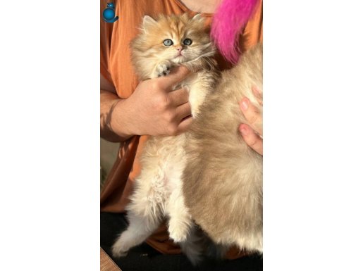 British longhair yavrular