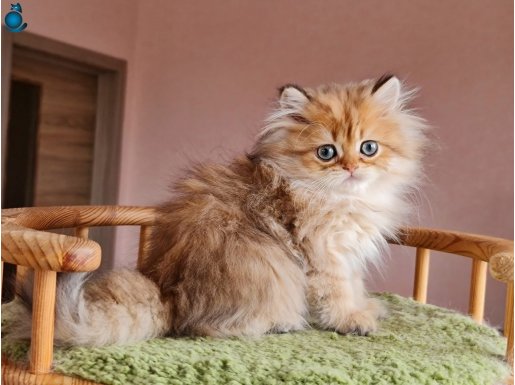 British longhair ny11 erkek 3 aylık