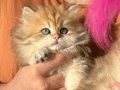 British longhair yavrular