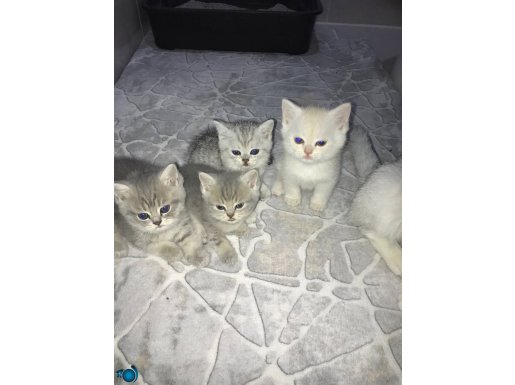 Safkann Yavrular