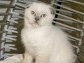 11 Aylık Scottish Fold