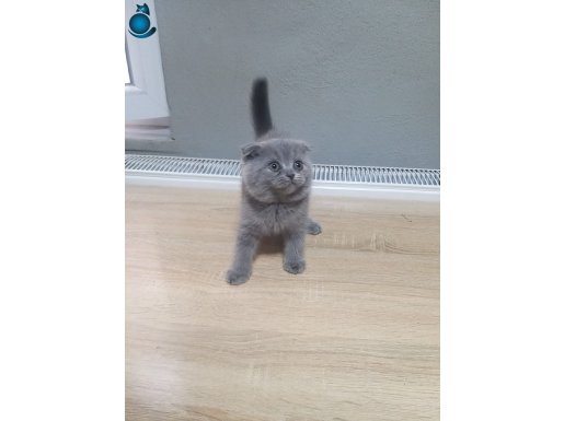 Birbirinden akıllı ve tatlı yavrular yeni yuvalarını arıyor.