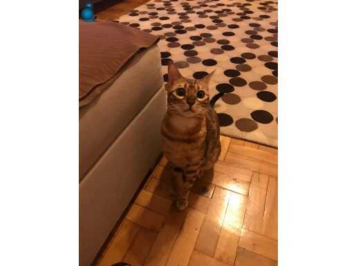 Brown bengal 8 aylık yavrumuza yuva arıyoruz