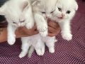 2 AYLIK YAVRU BRİTİSH SHORTHAİR KEDİ