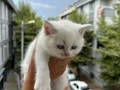 2 AYLIK YAVRU BRİTİSH SHORTHAİR KEDİ