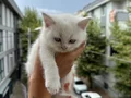 2 AYLIK YAVRU BRİTİSH SHORTHAİR KEDİ