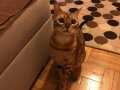 Brown bengal 8 aylık yavrumuza yuva arıyoruz