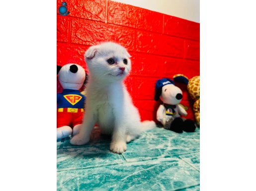Show Class Scottish Fold Yavrumuz..