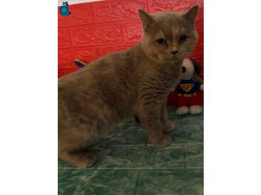 British Shorthair Kedimi Ücretsiz Sahiplendiriyorum.