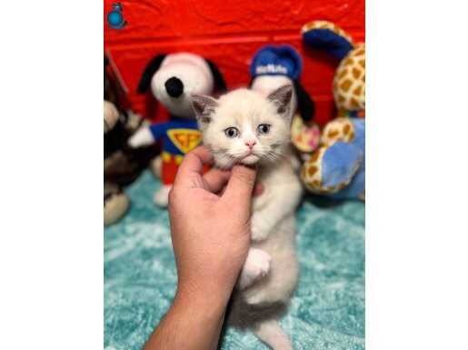Bicolur British Shorthair yavrumuz