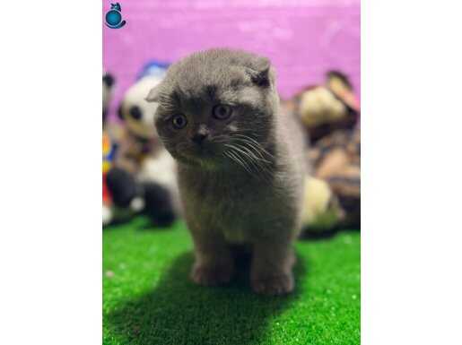 Minik Dostumuz Yeni Ailesiyle Tanışmaya Hazır!!!