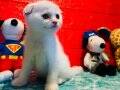 Show Class Scottish Fold Yavrumuz..