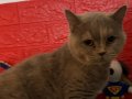 British Shorthair Kedimi Ücretsiz Sahiplendiriyorum.