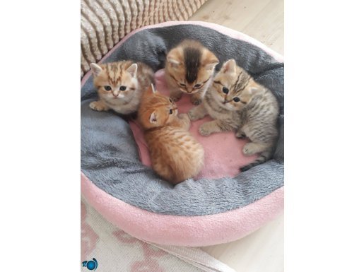 HARIKA BRITISH SHORTHAIR GOLD YAVRULARI
