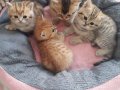 HARIKA BRITISH SHORTHAIR GOLD YAVRULARI