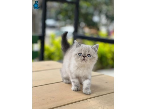 süper kalte renk ren exotic shorthair yavrular geldi