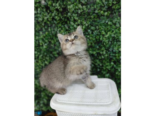 2 aylık erkek golden yavrumuz yeni yuvasına hazır