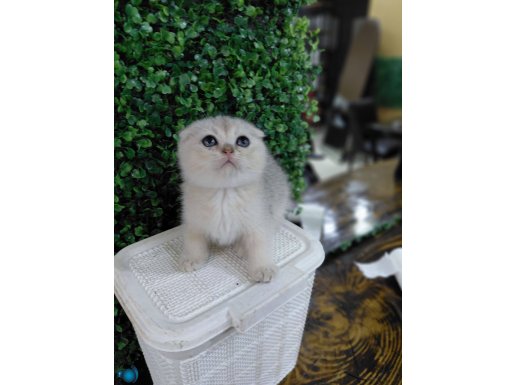 2 aylık silver yavrumuz yeni yuvasına hazır