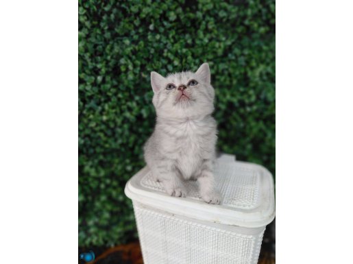 Mükemmel kalite silver yavrumuz yeni yuvasına hazır