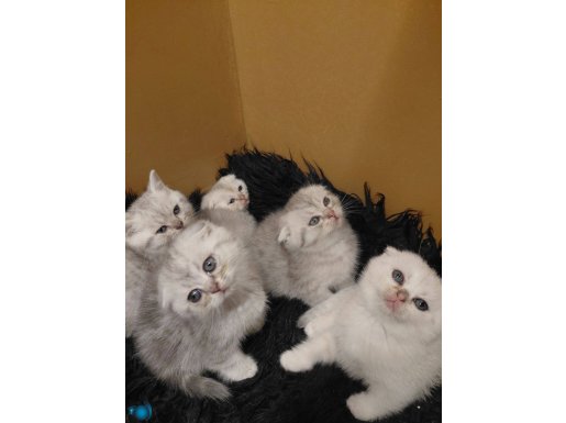 Irkının en güzelleri yavrularımız yeni yuvaya hazırlar