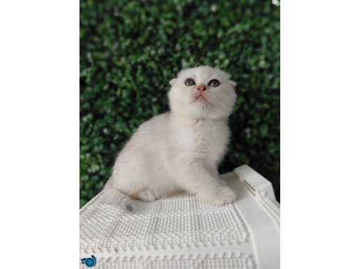 Mükemmel kalite yavrumularımız yeni yuvaya hazır