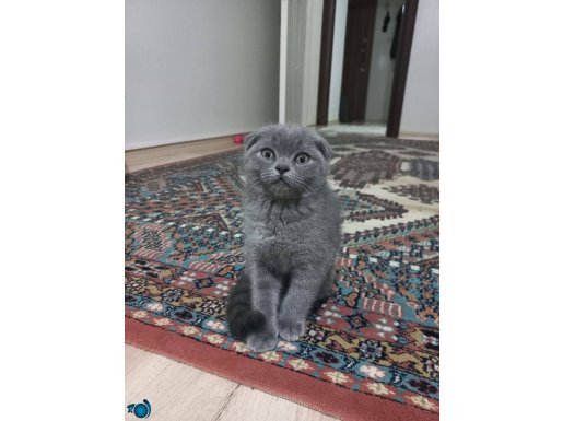 TATLI EV KEDİSİ