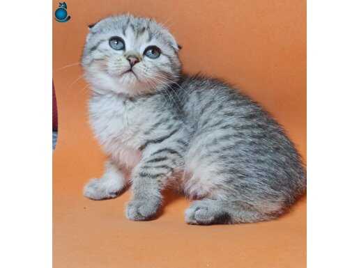 Uygun kaliteli top kafa yavrular 