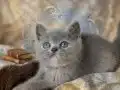 Uygun kaliteli yavrular