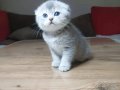 Kaliteli sıfır kulak top kafa ayıcık surat