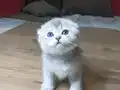 Kaliteli sıfır kulak top kafa ayıcık surat