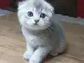 Kaliteli sıfır kulak top kafa ayıcık surat