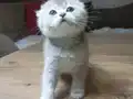 Kaliteli sıfır kulak top kafa ayıcık surat