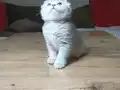 Kaliteli sıfır kulak top kafa ayıcık surat