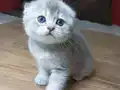 Kaliteli sıfır kulak top kafa ayıcık surat