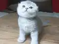 Kaliteli sıfır kulak top kafa ayıcık surat