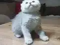Kaliteli sıfır kulak top kafa ayıcık surat