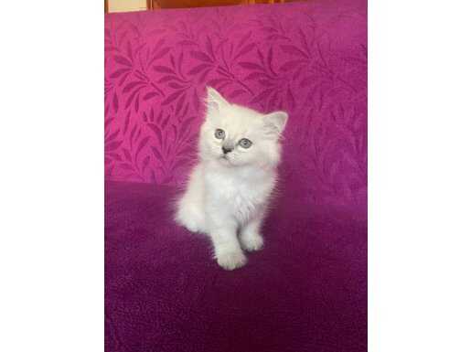 Maviş Gözlü British Longhair Kuzusu - Evcil ve Sosyal