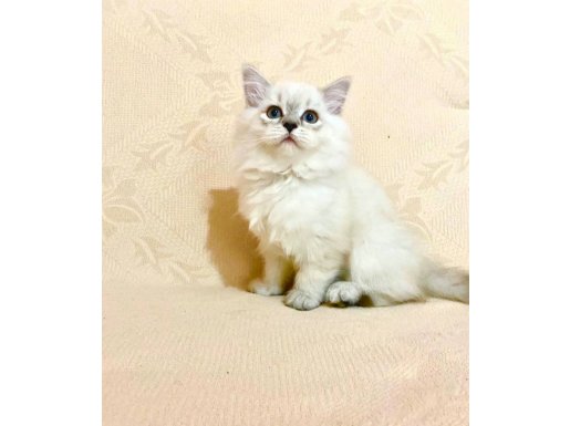 Son Dişi British Longhair yavrumuz 