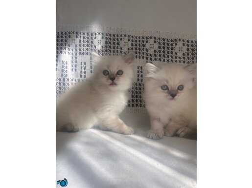 Maviş gözlü British bebeklerimiz