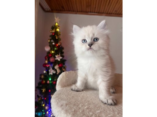 British muhteşem bebekler