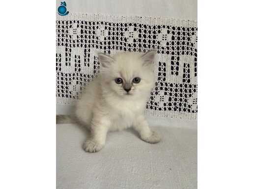 British maviş gözlü yavrular