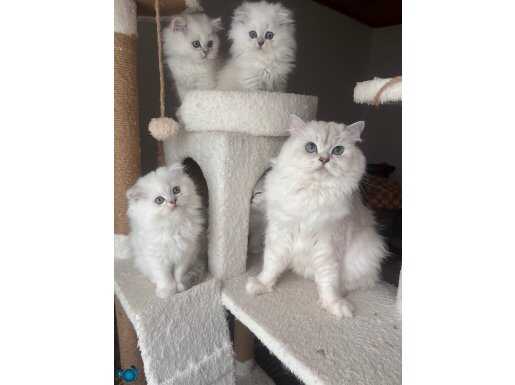 Safkan British Longhair bebekler