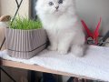 Safkan yakışıklı British erkek 