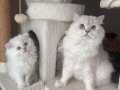 Safkan British Longhair bebekler