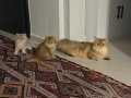 SAFKAN SCR Lİ KEDİLERİMİZİN YAVRULARI