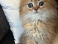 SAFKAN KEDİLERİMİZİN YAVRULARI