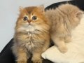 SAFKAN KEDİLERİMİZİN YAVRULARI