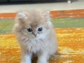 SAFKAN KEDİLERİMİZİN YAVRULARI