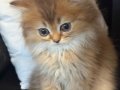SAFKAN KEDİLERİMİZİN YAVRULARI