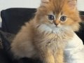 SAFKAN KEDİLERİMİZİN YAVRULARI